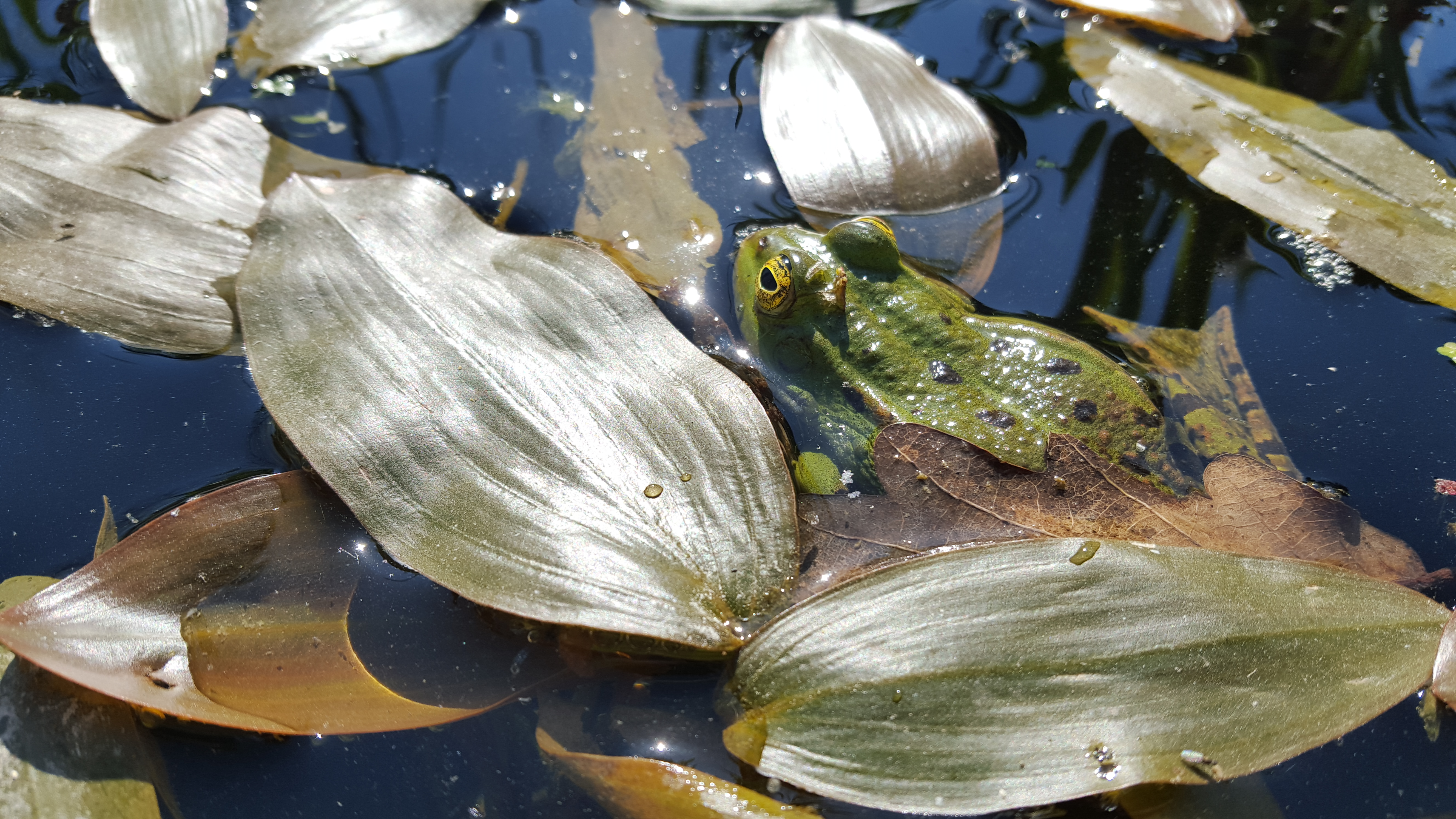 Grenouille verte se prélassant au soleil